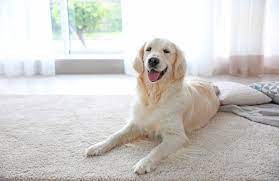 Na co warto zwrócić uwagę, jeśli chcesz wyprać legowisko lub dywanik po psach lub kotach?